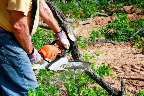 Best Commercial Tree Services  in North Liberty, IA